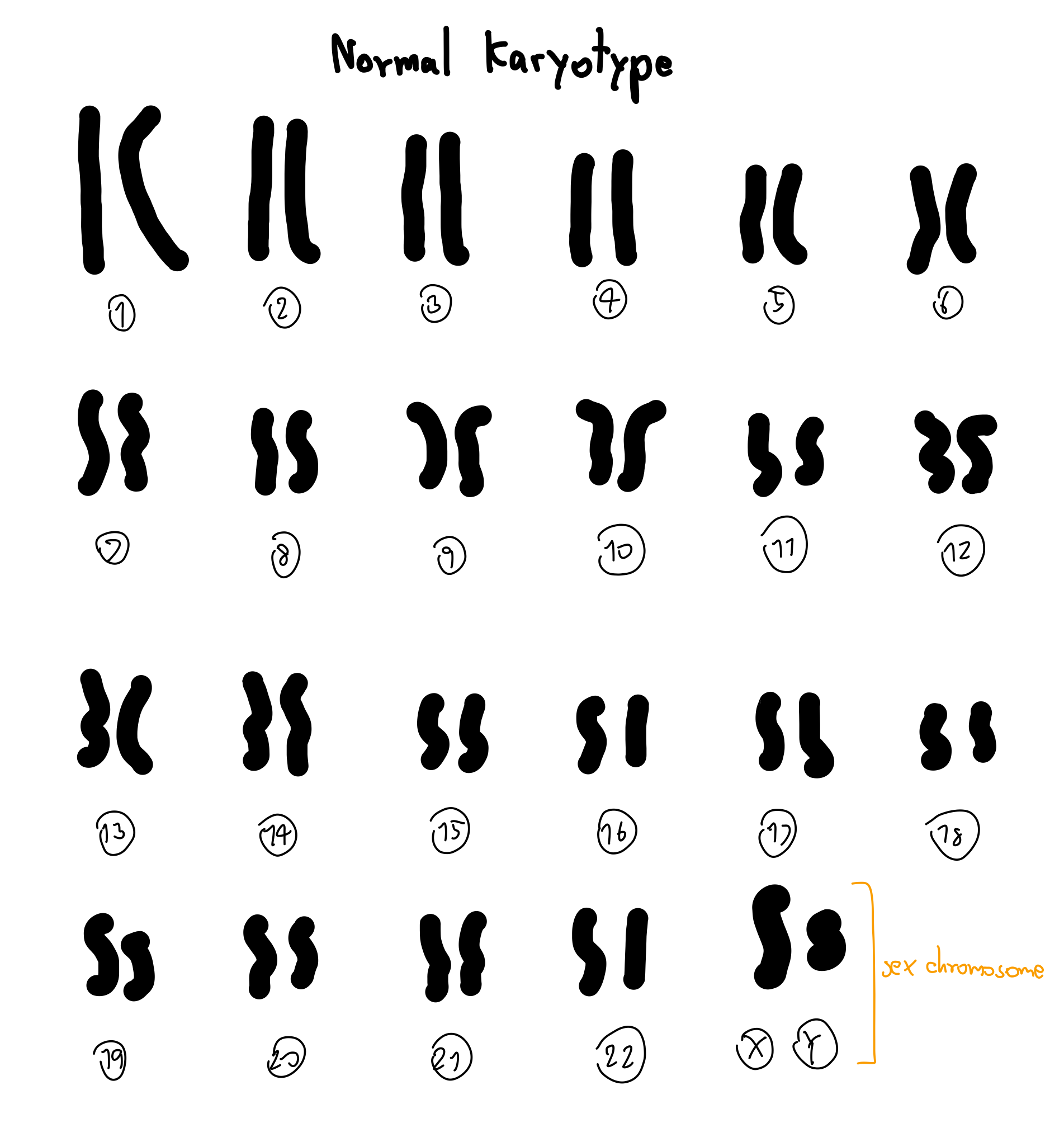 Normal People Karyotype