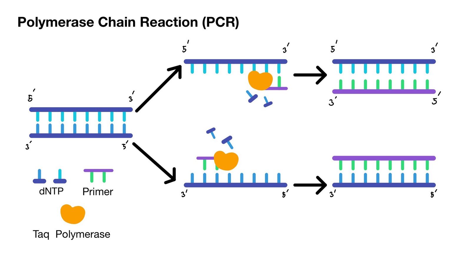 PCR Process
