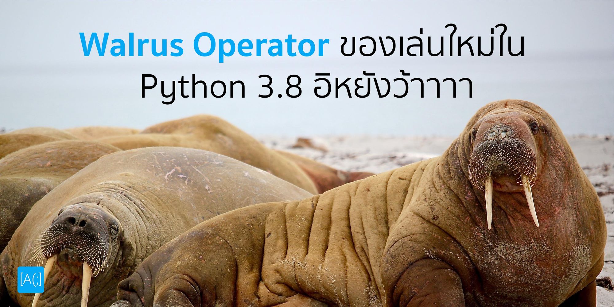Walrus Operator ของเล่นใหม่ใน Python 3.8 อิหยังว้าาาา